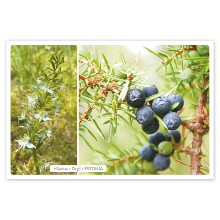 Postkaart HIIU LOODUS – kadakas ja ööviiul
