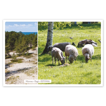 Postkaart HIIU LOODUS – maastik ja lambad